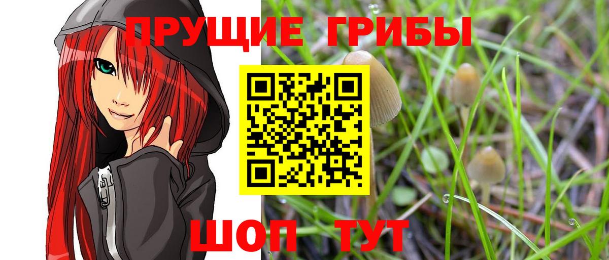Галлюциногенные грибы Psilocybine cubensis Ишимбай
